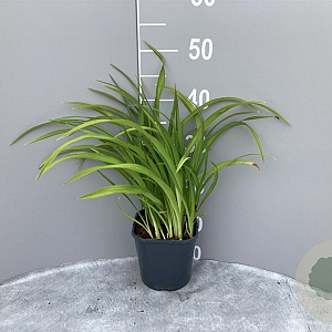 Hemerocallis 'Autumn Red' GM 2,0L