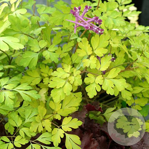 Corydalis shim. 'Berry Exciting' GM P9