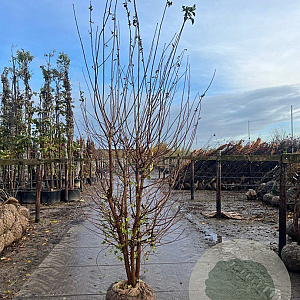 Acer campestre 300-350 cm draadkluit meerstammig 3-4 tak