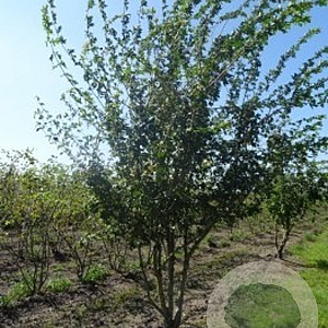 Acer campestre 450-500 cm draadkluit meerstammig
