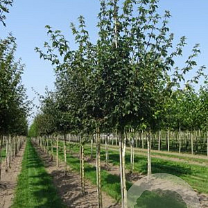Acer campestre 10-12 HO draadkluit 3 X verplant