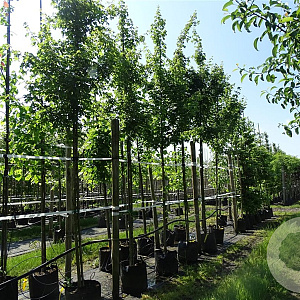 Acer campestre 10-12 HO container 