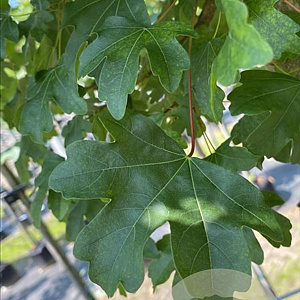 Acer campestre 'Elsrijk' 12-14 HO container