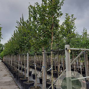 Acer campestre 'Elsrijk' 14-16 HO container
