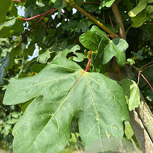 Acer campestre 'Green Column' 10-12 HO draadkluit