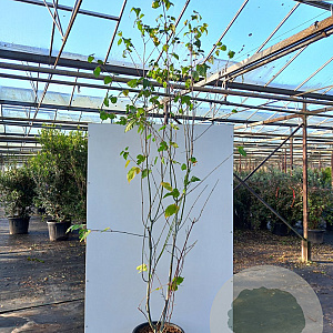 Acer capillipes 250-300 cm container meerstammig