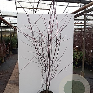 Acer capillipes 300-350 cm container meerstammig
