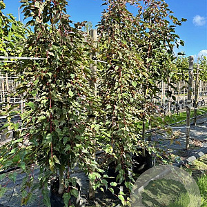 Acer conspicuum 'Red Flamingo' 10-12 HO container 