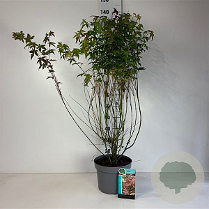 Acer palmatum 80-100 cm 10L