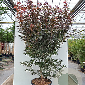 Acer pal. 'Pixie' 200-250 cm container meerstammig