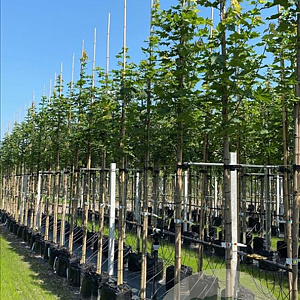 Acer plat. 'Cleveland' 12-14 HO container