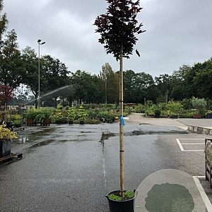 Acer plat. 'Crimson Sentry' 10-12 HO container boven vered. 225 cm stam