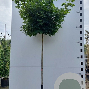 Acer plat. 'Globosum' 12-14 HO container boven vered. 225 cm stam