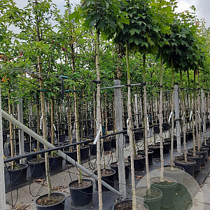 Acer plat. 'Globosum' 10-12 HO container 