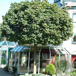 Acer plat. 'Globosum' 10-12 HO container 