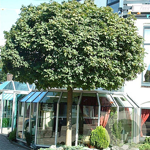 Acer plat. 'Globosum' 12-14 HO container