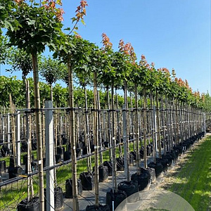 Acer plat. 'Globosum' 12-14 HO container