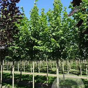 Acer rubrum Red Sunset 10-12 HO draadkluit 3 X verplant