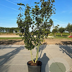 Acer rufinerve 200-250 cm container meerstammig