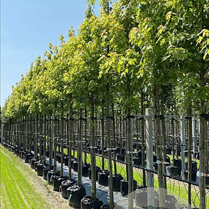 Acer s. 'Pyramidale' 12-14 HO container