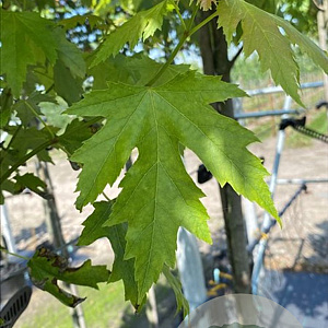 Acer s. 'Pyramidale' 12-14 HO container