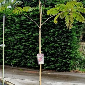 Albizia julibr. 'Evi's Pride' 200-250 cm 15L