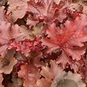 Heuchera Cherryberry GM 2,0L