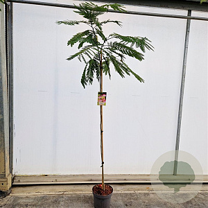 Albizia julibr. Ombrella 180 cm stam 7,5L
