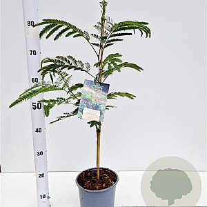 Albizia julibr. 'Rouge de Tuilière' 60-80 cm 3,0L