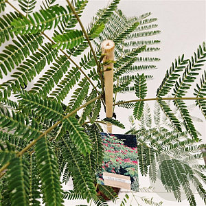 Albizia julibr. 'Rouge de Tuilière' 100-120 cm 3,0L