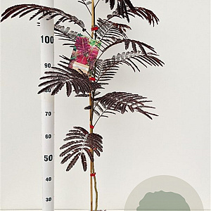 Albizia julibr. 'Summer Chocolate' 100-125 cm 3,0L