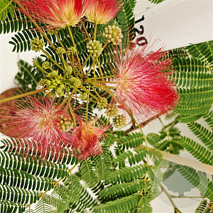 Albizia julibr. Tropical Dream 100-125 cm 10L