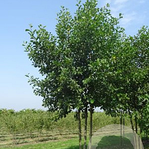 Alnus glutinosa 500-600 cm draadkluit meerstammig