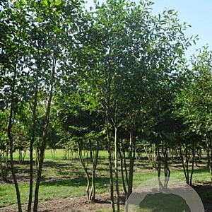 Alnus glutinosa 400-500 cm draadkluit meerstammig solitair