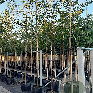 Alnus glutinosa 14-16 HO container