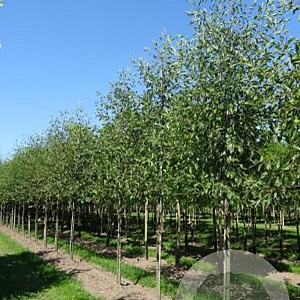 Alnus glutinosa 'Laciniata' 18-20 HO draadkluit 3 X verplant