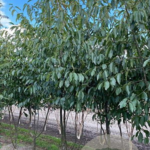 Alnus spaethii 450-500 cm draadkluit meerstammig
