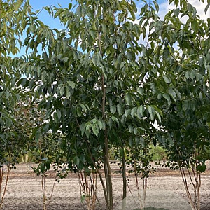 Alnus spaethii 450-500 cm draadkluit meerstammig