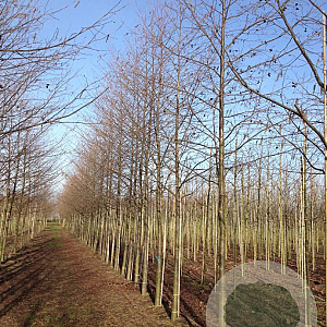 Alnus spaethii 18-20 HO draadkluit