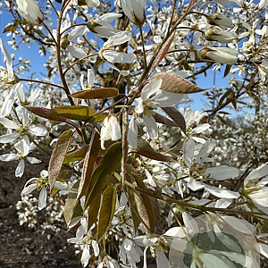 Amelanchier lamarckii 150-175 cm draadkluit meerstammig 80-100 breed