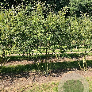 Amelanchier lamarckii 200-250 cm met kluit