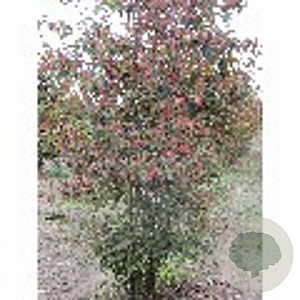 Amelanchier lamarckii 300-350 cm draadkluit
