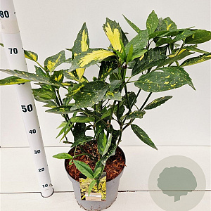 Aucuba jap. 'Picturata' 50-60 cm 7,5L