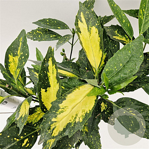 Aucuba jap. 'Picturata' 50-60 cm 7,5L