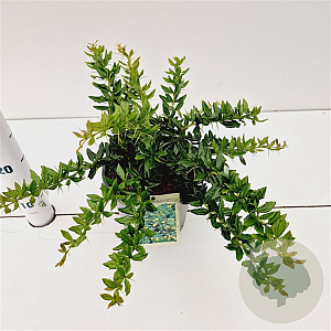 Berberis frikartii 'Telstar' 25-30 cm 2,5L