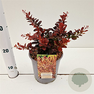 Berberis thunb. 'Atropurpurea Nana' 25-30 cm 2,5L