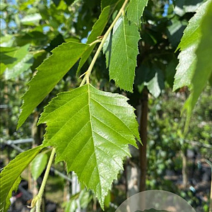 Betula nigra 12-14 HO container