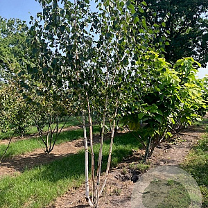 Betula utilis 'Doorenbos' 300-350 cm draadkluit meerstammig 3-4 tak