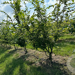 Carpinus betulus 400-450 cm draadkluit meerstammig