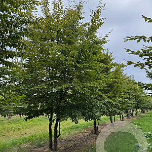 Carpinus betulus 450-500 cm draadkluit meerstammig